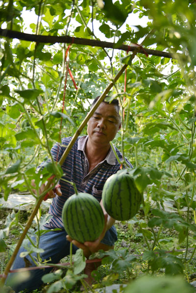 贵州榕江:西瓜上架 效益翻番