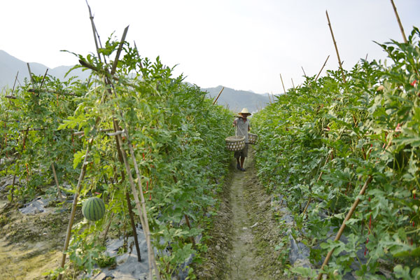 一位瓜农在榕江县忠诚镇安乐村干榜三组的立架式种植西瓜地里经过。