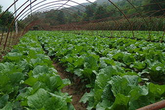 甘肃宁县焦台村秋茬高原夏菜丰收在望
