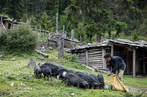 四川若尔盖:“人参猪”成藏农致富“香饽饽”