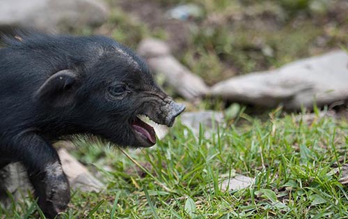 这是生长在四川若尔盖县求吉乡上黄寨村野外的藏香猪(9月1日摄)。