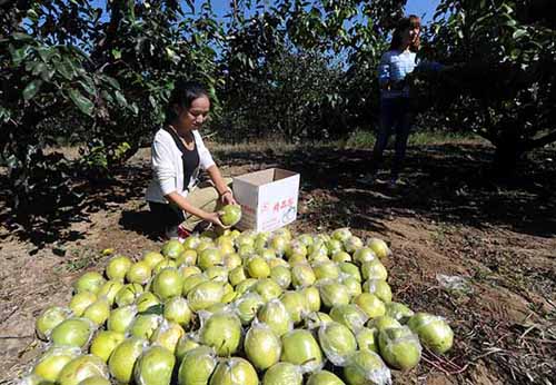 ºÓ±±´ó³ÇÏØ£º½ðÇïϲժѩ»¨Àæ