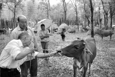 福建宁化店上牛会忙