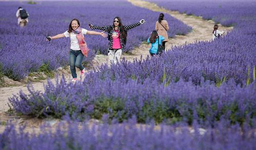 ��ǰ���ں���3000�����ҵ��Ĵ�ʡ�����ش������򣬽�����ֲ��400��Ķ޹�²����ţ����������ο�������Ӱ��