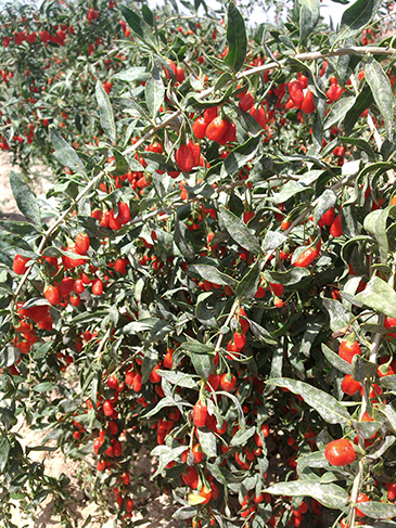 �ຣ�����ľ����轺���