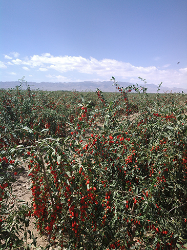 ��³�˺��ϵ�����֡�