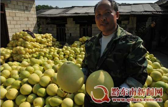 思州柚丰收现场