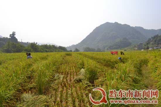 正在收杂稻制种的农民 邓庆波 摄