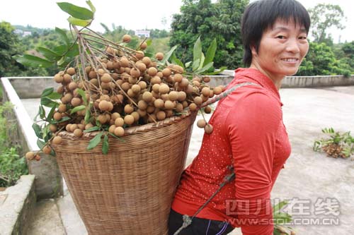 四川泸州通滩镇:买主进村收购 桂圆大丰收销路不用愁