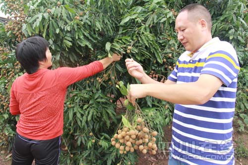 买主上门挑选桂圆