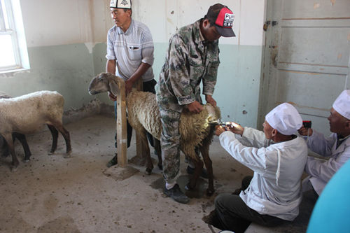 新疆乌恰县:多浪羊人工繁育获成功