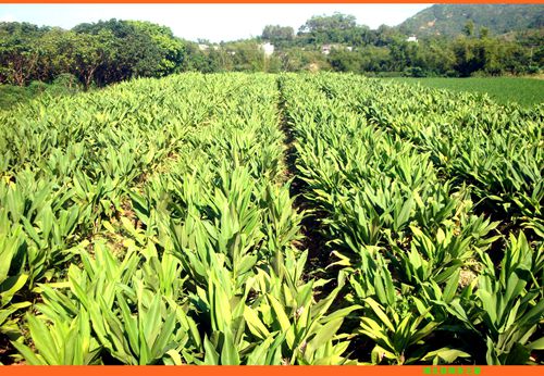 �����ֱ���ʯˮ��350Ķݭ���������� Ԥ��Ķ��1500����