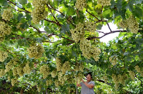 河北昌黎葡萄鲜果飘香