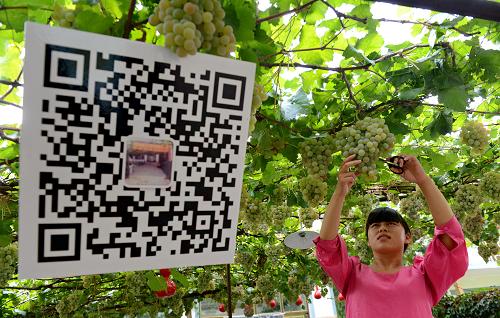 9月9日,昌黎县西山场村的果农在采摘葡萄。