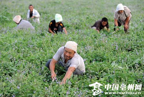 �������ݣ�ҩ��ҩ��Ʈҩ��