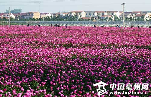 �������ݣ�ҩ��ҩ��Ʈҩ��2