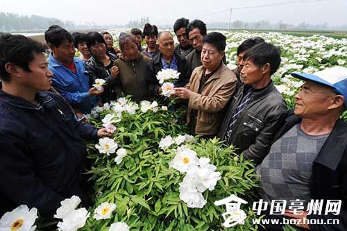 �������ݣ�ҩ��ҩ��Ʈҩ��3