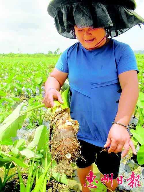 广东:广西香芋惠州长身价翻番