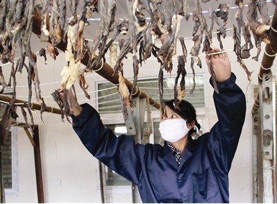 青海省泽库县:有机认证牦牛最多县