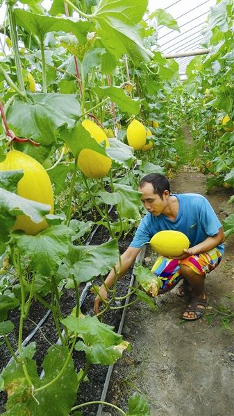 广西宜州哈密瓜落户科技大棚已4年