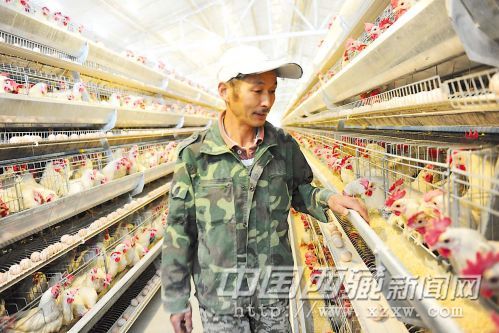 图为养殖场工作人员正在巡查蛋鸡长势情况。