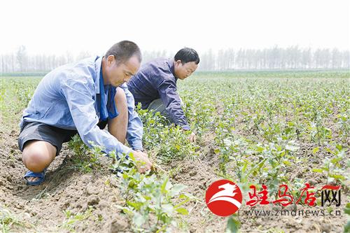 �����ϲ��ط�չ�ջ���ֲ��Ϊ�¸���