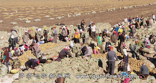 黑龙江克山掀起马铃薯收获高潮 预计马铃薯总产120万吨