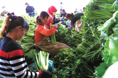 ���������߲˱��ʿⱣ���˵����߲˼۸���ȶ�