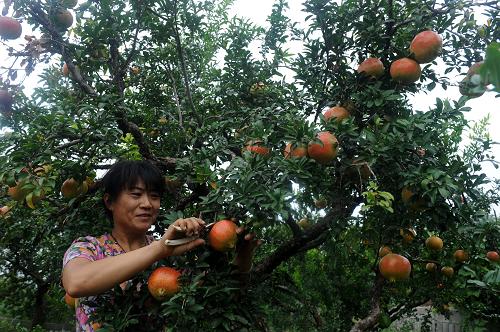 ɽ����ׯʯ����չ�ũ��