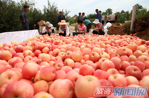 山东威海:红将军价格“跳水”伤了果农