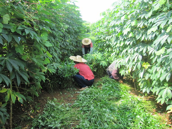 ������ľ��������ҩ�ĳ�ƽ����ũ������������