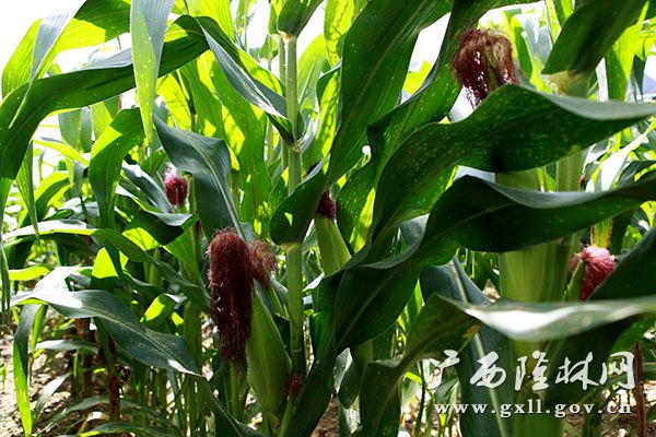 ����¡�֣��������� ��������