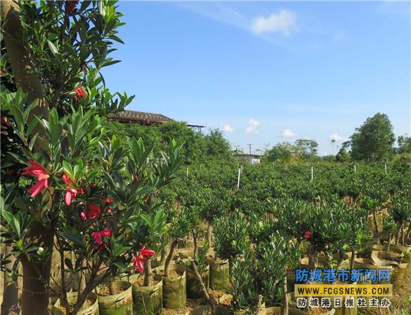 �������Ǹ��л�ʯ�ֳ��ž��ɽ�軨����