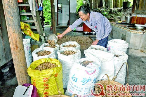 贵州黎平县茅贡乡中闪村500亩山核桃喜迎丰收