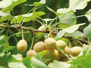 浙江:西湖边的丰收季就在眼前