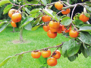 浙江:西湖边的丰收季就在眼前2