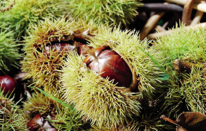 浙江:西湖边的丰收季就在眼前3