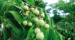 浙江:西湖边的丰收季就在眼前4