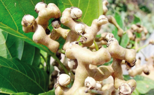 浙江:西湖边的丰收季就在眼前5