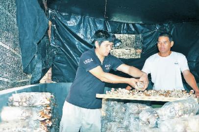 福建清流:80后小伙返乡种植茶树菇