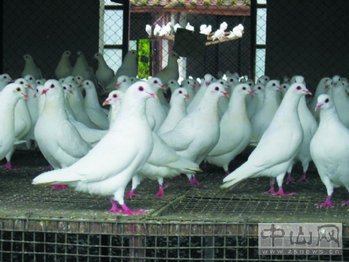 广东中山市农业局牵头制定石岐鸽标准,弘扬百年品牌