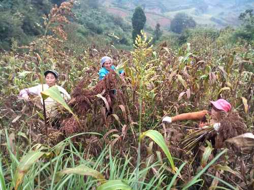 湖南泸溪县 高粱红了