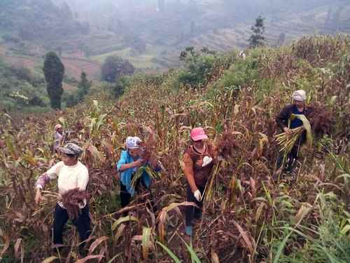 湖南泸溪县 高粱红了2