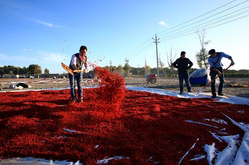 青海:柴达木枸杞收获季进入尾声