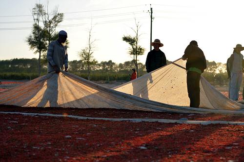 青海省都兰县诺木洪农场的种植户将晒在白布上的枸杞收集到一起(9月16日摄)