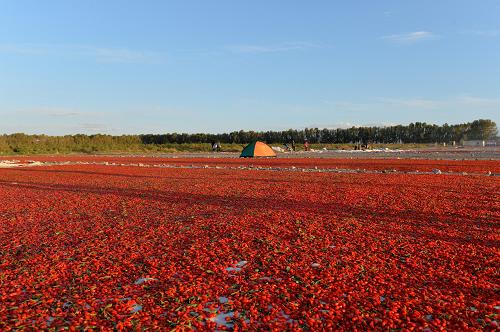 这是9月16日在青海省都兰县诺木洪农场拍摄的晾在地上的枸杞。