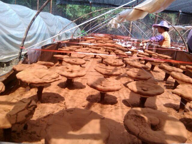 ������룺�ɰ�����ũ��֥һ�š�ϲ�����