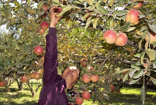 �����Ȫ��բ����ũ���ڹ�԰��ժƻ��