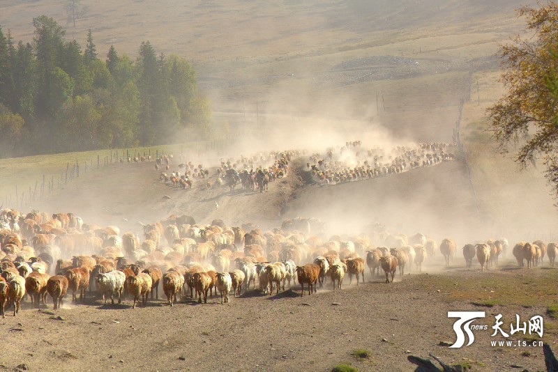 н®¹þ°ÍºÓÏØ¼¸Ê®ÍòÍ·ÉüÐó´óת³¡