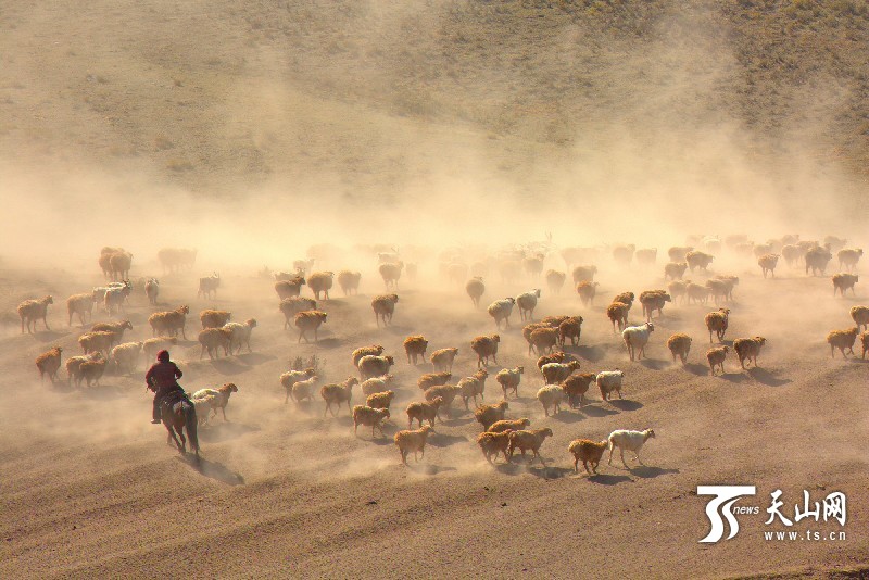 н®¹þ°ÍºÓÏØ¼¸Ê®ÍòÍ·ÉüÐó´óת³¡5